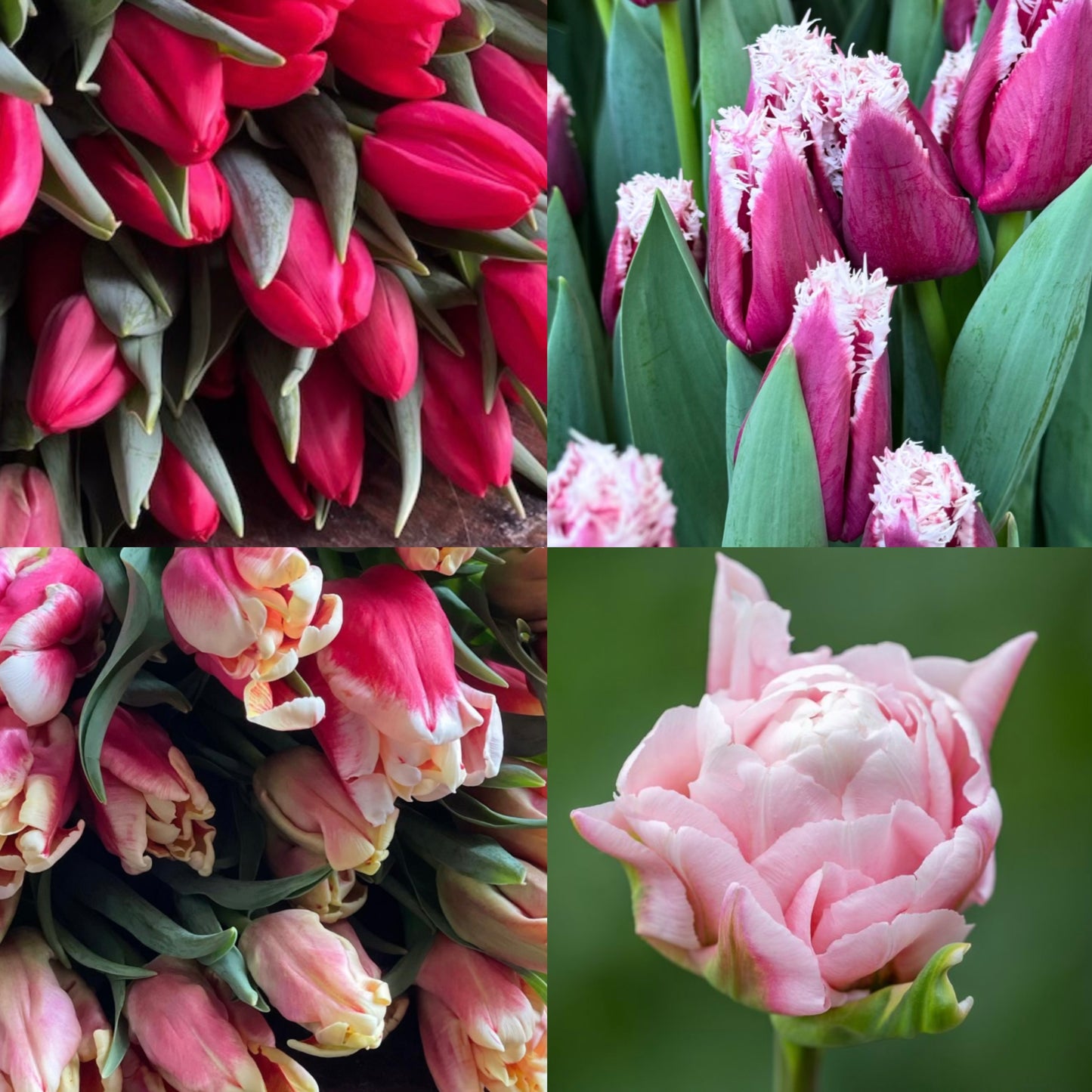 Garden Flower Specials