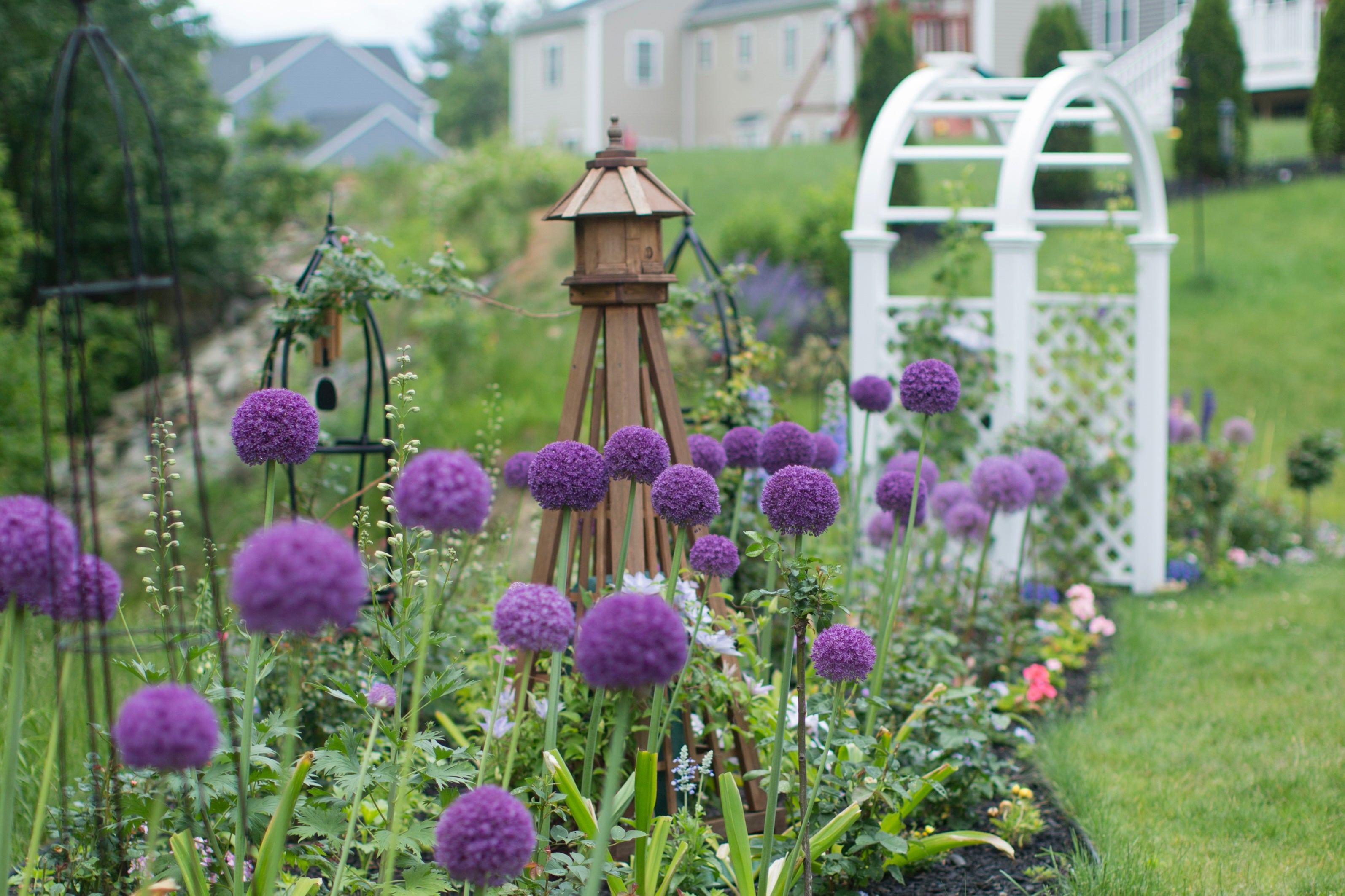 About Buzzing Bakcyard – Buzzing Backyard Flower Garden
